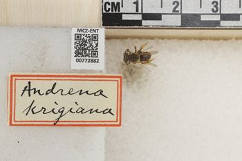 Media type: image;   Entomology 772882 Aspect: Labels